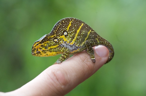 Canopy chameleon