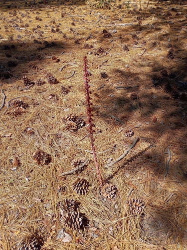 iNaturalist observation photo of woodland pinedrops