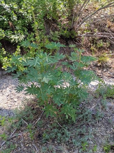 iNaturalist observation photo of Broadleaf Lupine