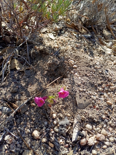 iNaturalist observation photo of Fremont's monkeyflower