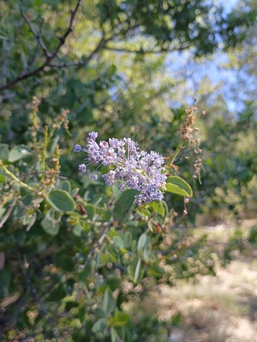 iNaturalist observation photo of chaparral whitethorn