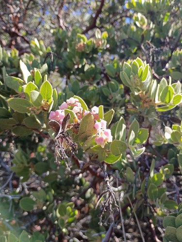 iNaturalist observation photo of Pringle's manzanita