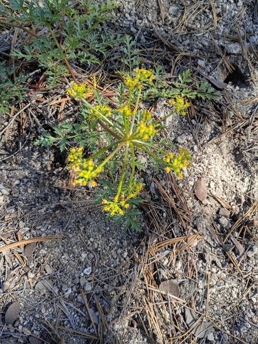 iNaturalist observation photo of Parish's umbrellawort