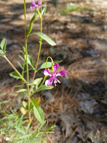 iNaturalist observation photo of diamond clarkia