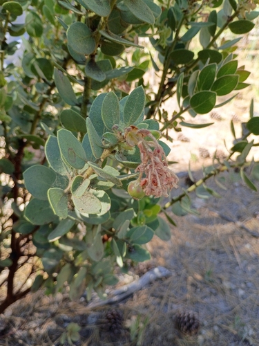 iNaturalist observation photo of Eastwood's Manzanita