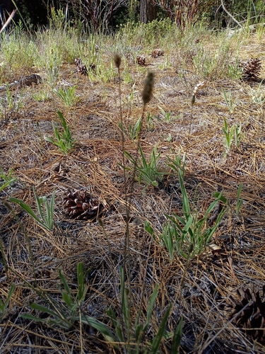 iNaturalist observation photo of Woolly Plantain