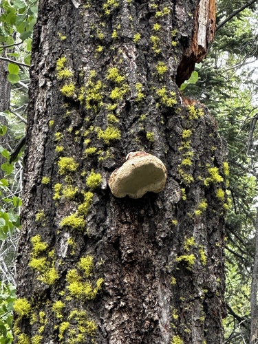 iNaturalist observation photo of Incense Cedar Conk