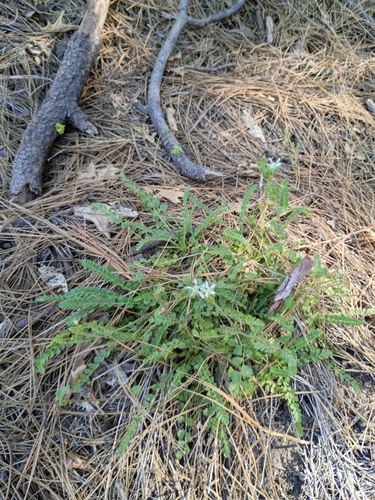 iNaturalist observation photo of Cleveland's horkelia