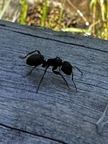 iNaturalist observation photo of Western Black Carpenter Ant