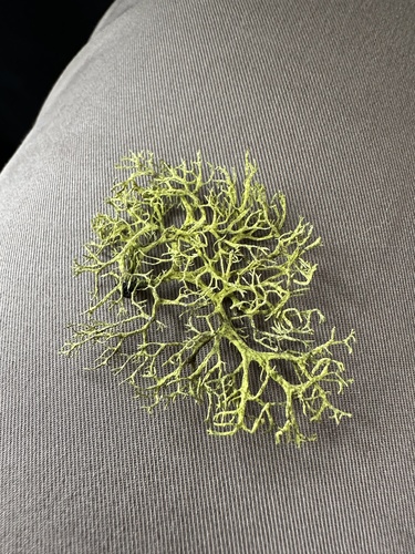 iNaturalist observation photo of wolf lichen