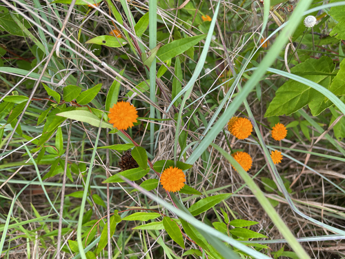 orange milkwort