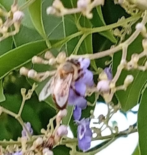 Western Honey Bee