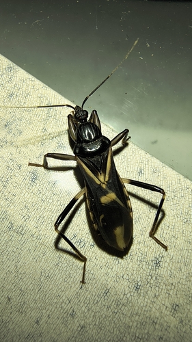 Rasahus sulcicollis