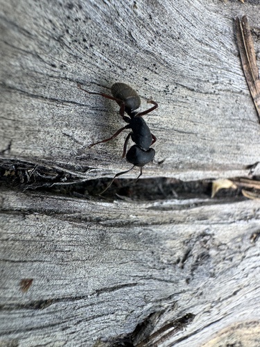 iNaturalist observation photo of Western Black Carpenter Ant