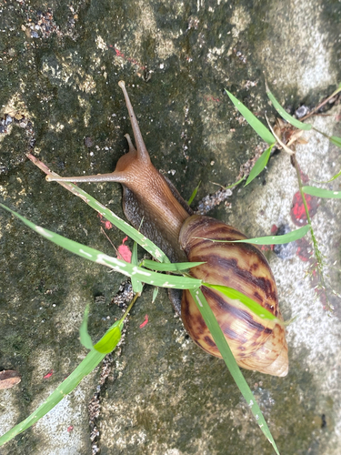 African Giant Snail