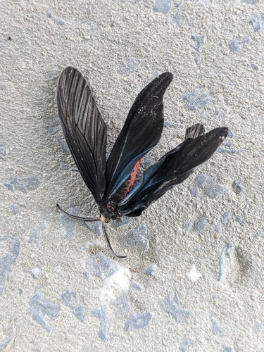 Histia flabellicornis