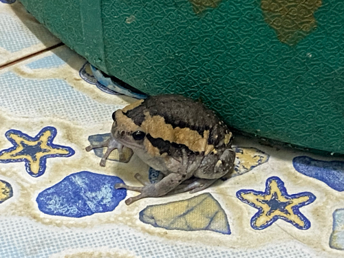 Asian Painted Frog