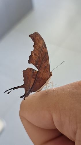 Ruddy Daggerwing