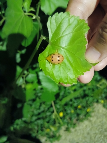 Oides decempunctata