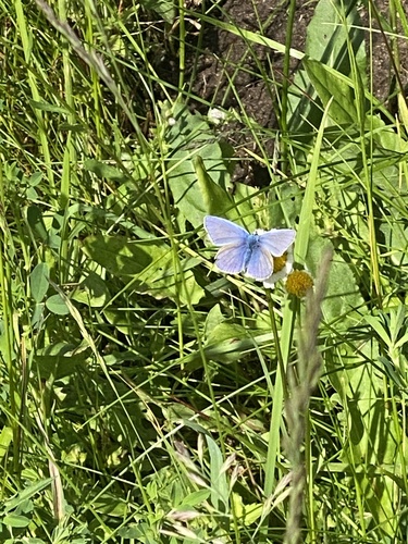 Common Blue