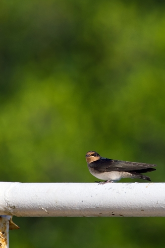 Pacific Swallow