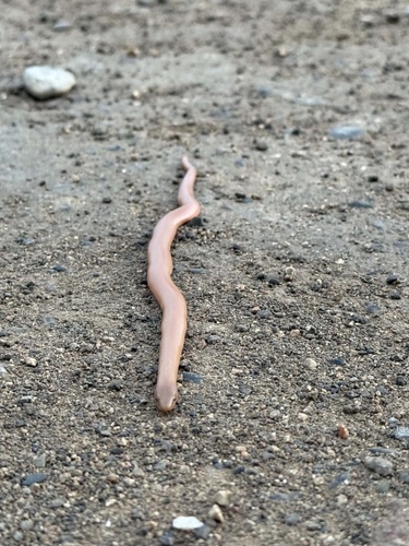Northern Rubber Boa