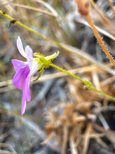 Stylidium longicornu