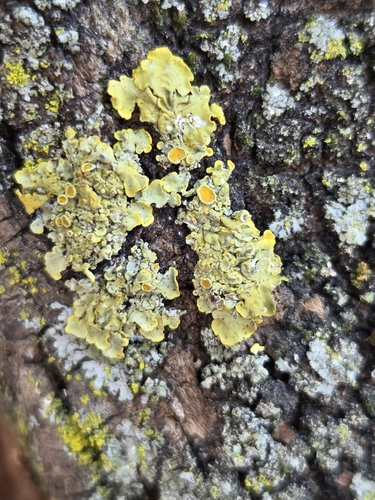Common Sunburst Lichen