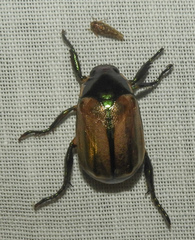 Image of Paranomala (paranomala) ochroptera