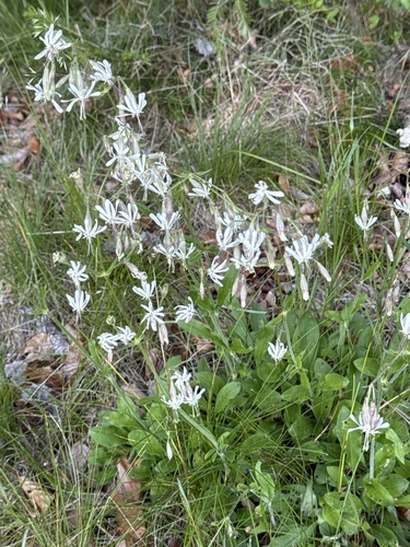 Nottingham Catchfly
