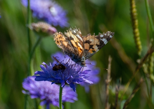 Painted Lady