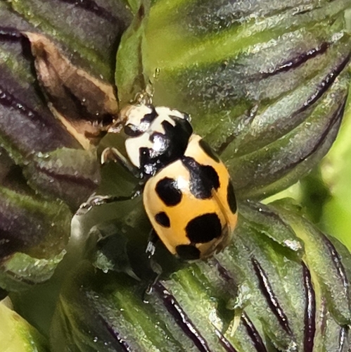 Notated Lady Beetle