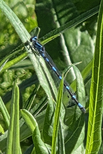 Variable Bluet