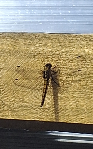 Black-tailed Skimmer