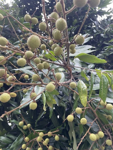 Longan