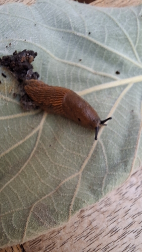 Spanish Slug