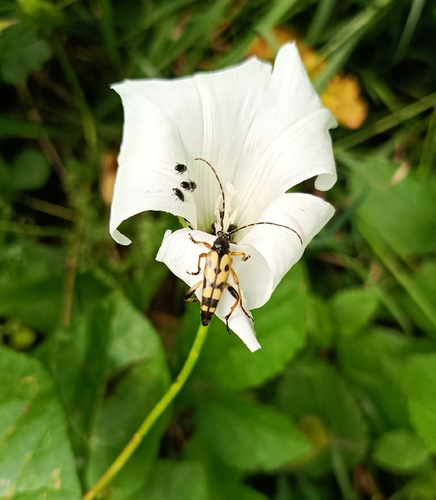 Spotted Longhorn Beetle