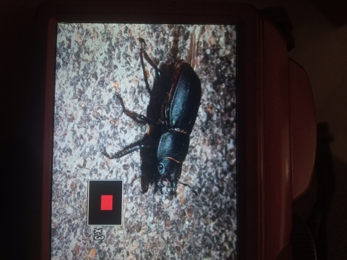 Lesser Stag Beetle