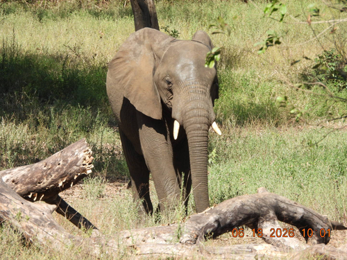 African Savanna Elephant