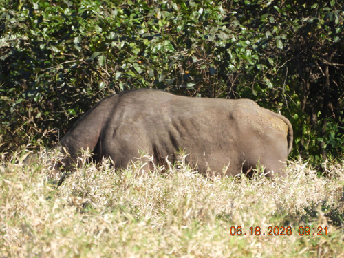 Cape Buffalo