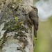 Papuan Treecreeper - Photo (c) Chien Lee, all rights reserved, uploaded by Chien Lee