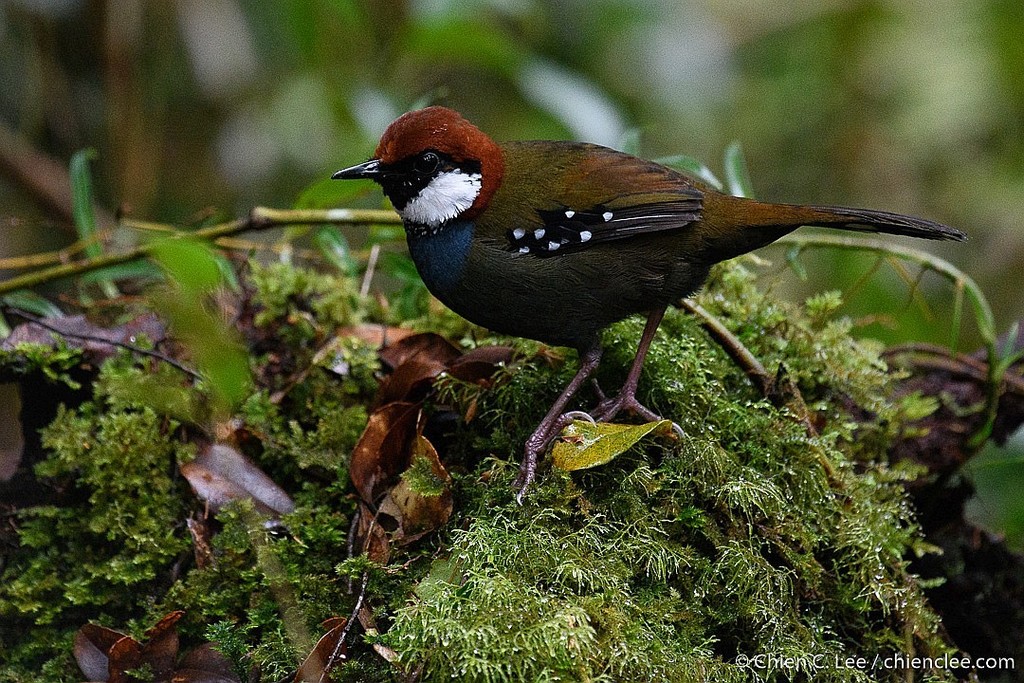 Spotted Jewel-babbler photo
