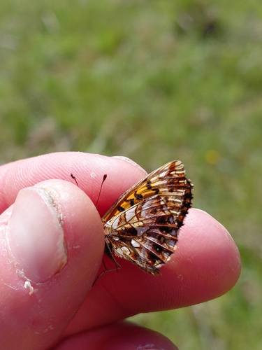 Weaver's Fritillary