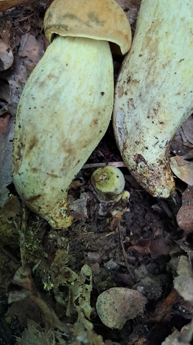 Saffron Bolete