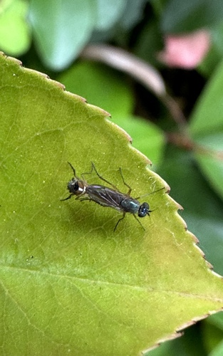 Syntormon flexibilis