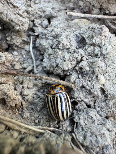 Colorado Potato Beetle