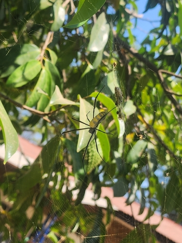 Hairy Golden Orb-weaving Spider