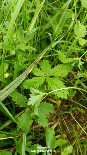 Creeping cinquefoil
