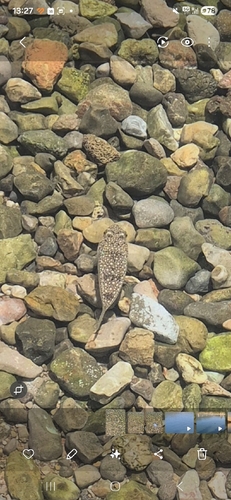 Flavimaculosus Puffer