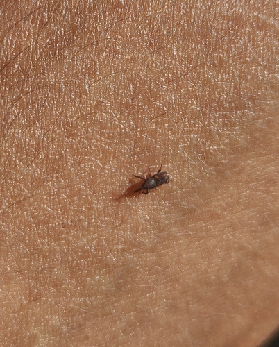 Grain Weevils